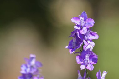 gündüz açık büyüyen renkli çiçekler yakın 