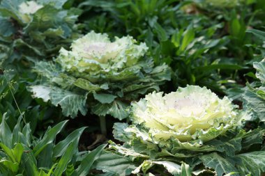 güzel çiçek açan çiçeklerin yakın çekim