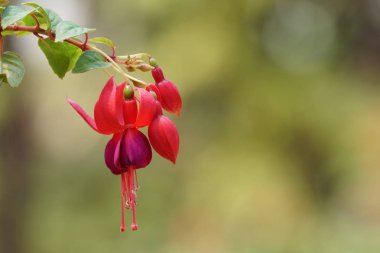 gündüz açık büyüyen renkli çiçekler yakın 