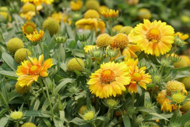 gündüz açık büyüyen renkli çiçekler yakın 