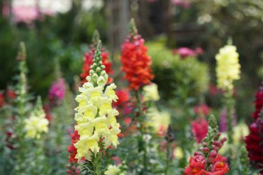 güzel çiçek açan çiçeklerin yakın çekim