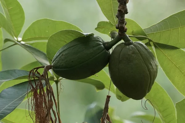 Dalda Olgunlaşan Taze Egzotik Meyvelerin Yakın Plan Çekimi — Stok fotoğraf