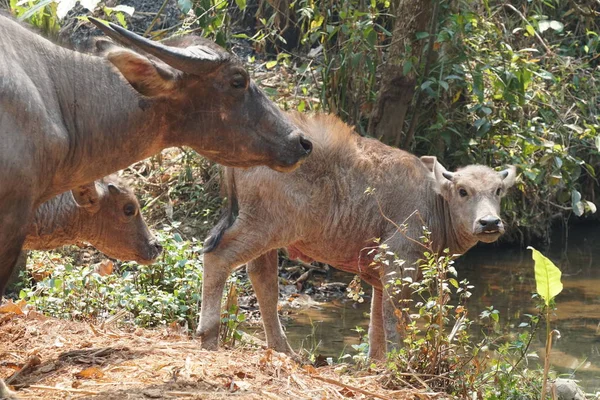 scenic shot of asian cows grazing on nature