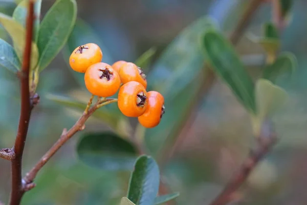 Närbild Skott Färska Exotiska Frukter Mognad Gren — Stockfoto