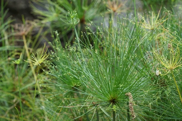 Primo Piano Colpo Bellissimo Sfondo Naturale — Foto Stock