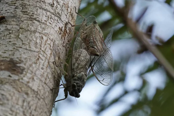 Close Shot Cicada Fly Try Bark — Stock Photo, Image