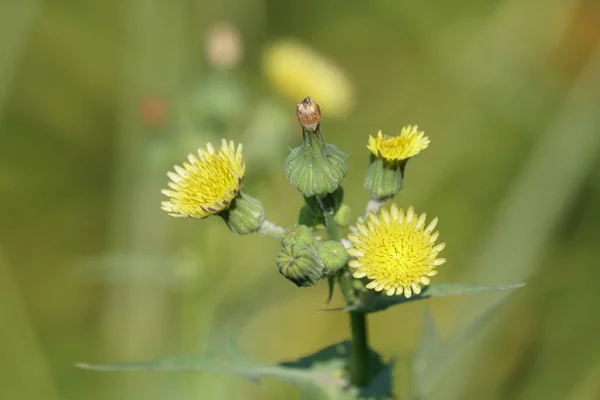 Nahaufnahme Schöner Blühender Blumen — Stockfoto