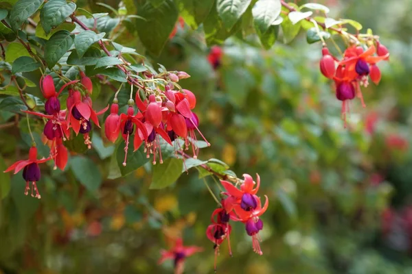 Close Color Flowers Growing Outdoor Daytime — Stock Photo, Image