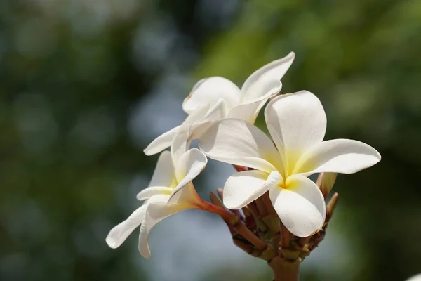 Nahaufnahme Farbiger Blumen Die Tagsüber Freien Wachsen — Stockfoto