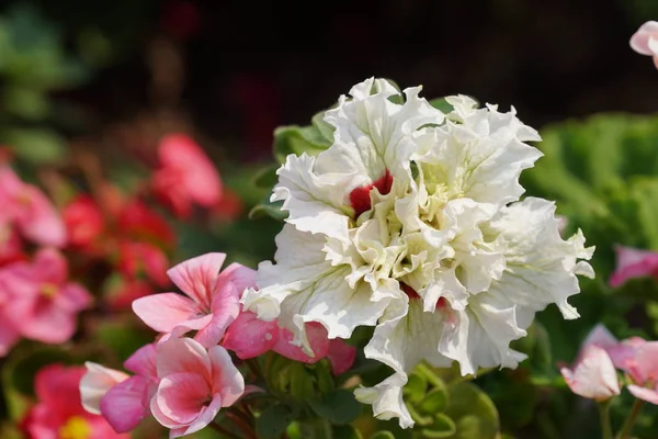 Close Tiro Belas Flores Florescentes — Fotografia de Stock