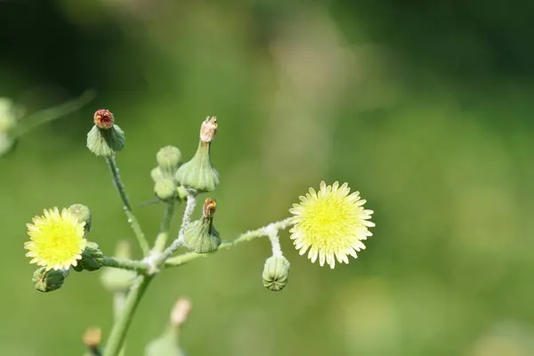 Nahaufnahme Schöner Blühender Blumen — Stockfoto