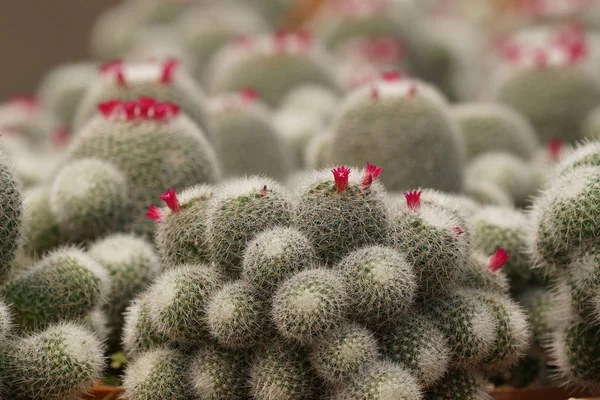 Primo Piano Cactus Che Crescono All Aperto Durante Giorno — Foto Stock