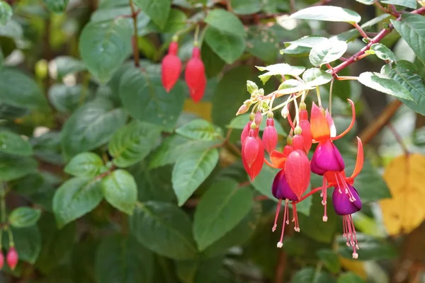 Närbild Färg Blommor Växer Utomhus Dagtid — Stockfoto