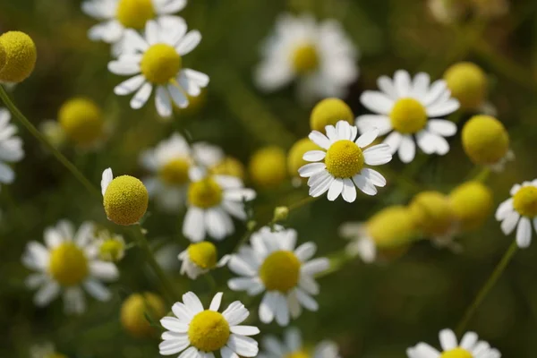 Primer Plano Hermosas Flores Flor — Foto de Stock