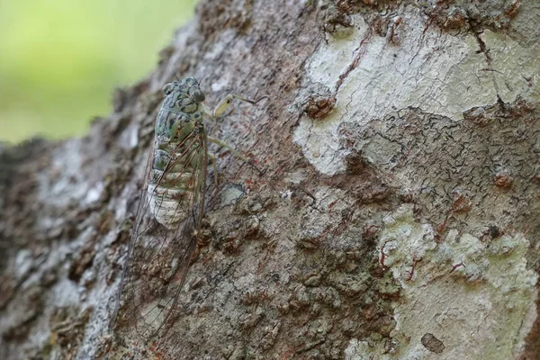 Close Shot Cicada Fly Try Bark — Stock Photo, Image