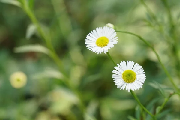 Gros Plan Fleurs Couleur Poussant Plein Air Jour — Photo