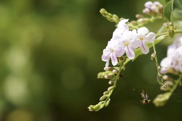 Nahaufnahme Farbiger Blumen Die Tagsüber Freien Wachsen — Stockfoto