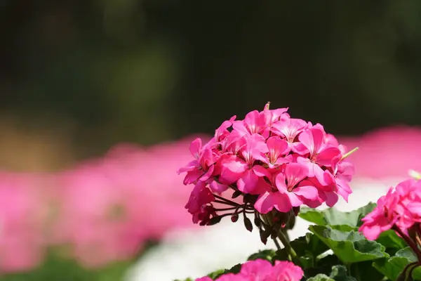 Primer Plano Hermosas Flores Flor —  Fotos de Stock