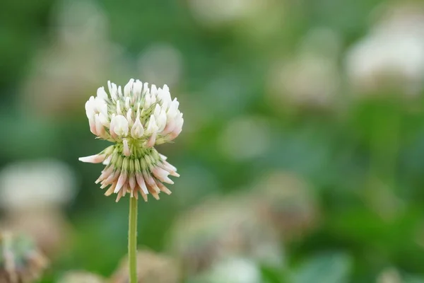 Gros Plan Belle Fleur Fleurs — Photo