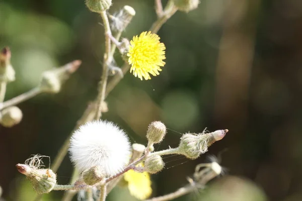 Nahaufnahme Schöner Blühender Blumen — Stockfoto