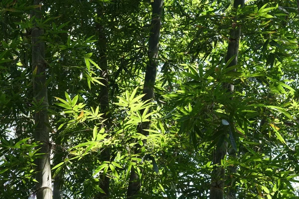 Close Shot Beautiful Blossoming Leaves — Stock Photo, Image