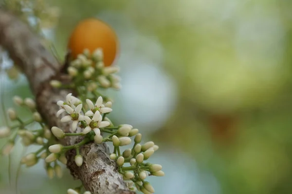 Gros Plan Belles Fleurs Fleurs — Photo