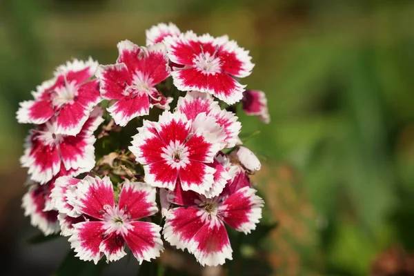 Primo Piano Fiori Colore Che Crescono All Aperto Durante Giorno — Foto Stock