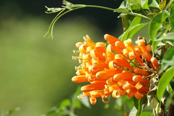 Närbild Färg Blommor Växer Utomhus Dagtid — Stockfoto