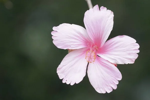 Close Flores Cor Crescendo Livre Durante Dia — Fotografia de Stock