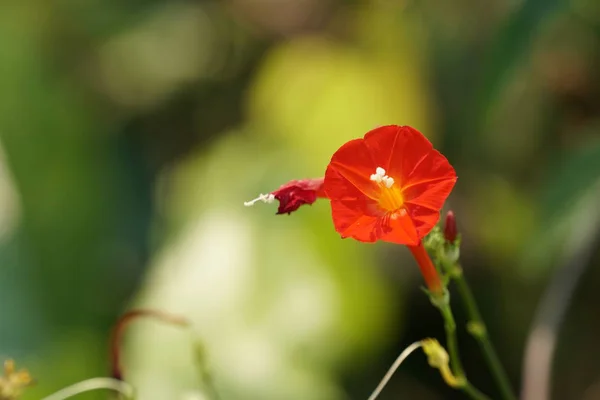 Närbild Skott Vackra Blommande Blommor — Stockfoto