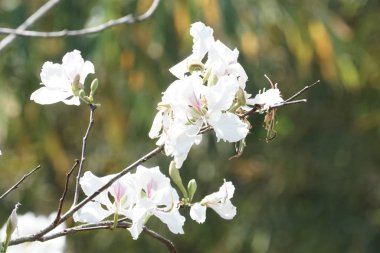güzel çiçek açan çiçeklerin yakın çekim