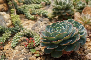 Teraryumdaki güzel sulu bitkinin yakın plan çekimi.