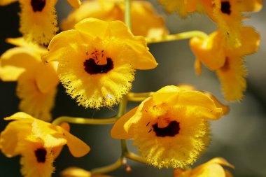 güzel çiçek açan çiçeklerin yakın çekim