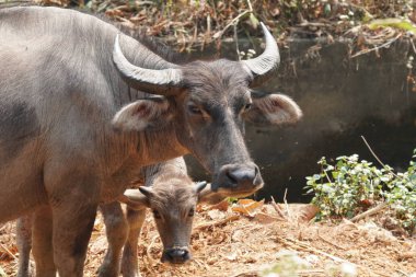 scenic shot of asian cows grazing on nature