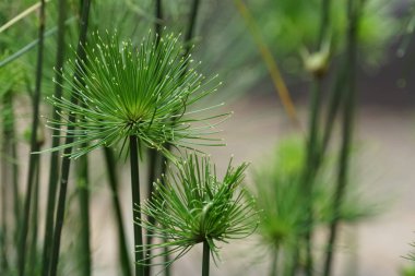 Güzel doğal arkaplanın yakın plan çekimleri.