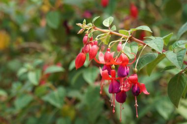 güzel çiçek açan çiçeklerin yakın çekim