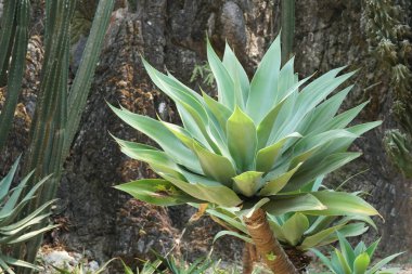 Çiçek açan yaprakların yakın plan çekimi.