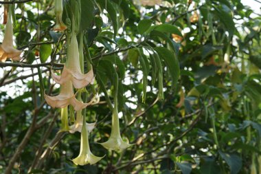 güzel çiçek açan çiçeklerin yakın çekim