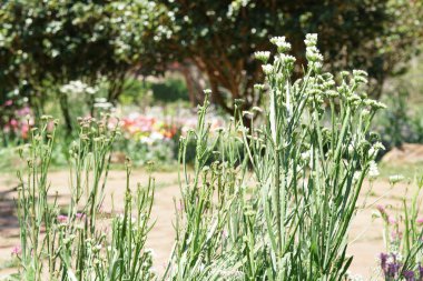 güzel çiçek açan çiçeklerin yakın çekim