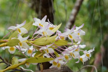 güzel çiçek açan çiçeklerin yakın çekim