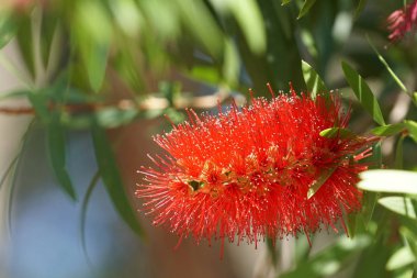 güzel çiçek açan çiçeklerin yakın çekim