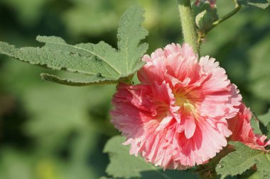 güzel çiçek açan çiçeklerin yakın çekim