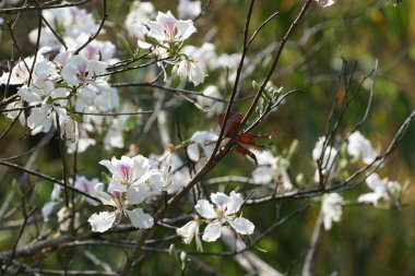 güzel çiçek açan çiçeklerin yakın çekim