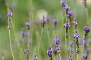 güzel çiçek açan çiçeklerin yakın çekim