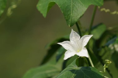 güzel çiçek çiçek yakın çekim