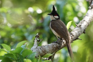 close-up shot of black and white bird perching on tree