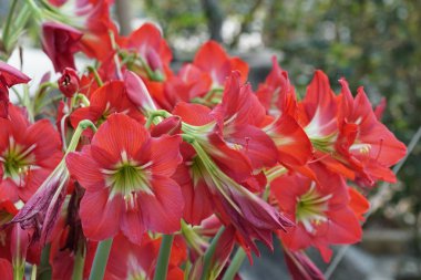 güzel çiçek açan çiçeklerin yakın çekim