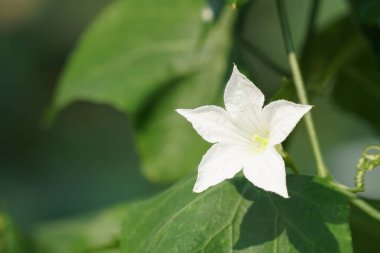 güzel çiçek çiçek yakın çekim