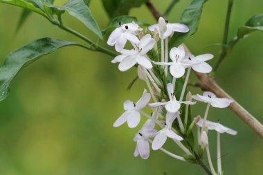 güzel çiçek açan çiçeklerin yakın çekim