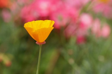 güzel çiçek çiçek yakın çekim